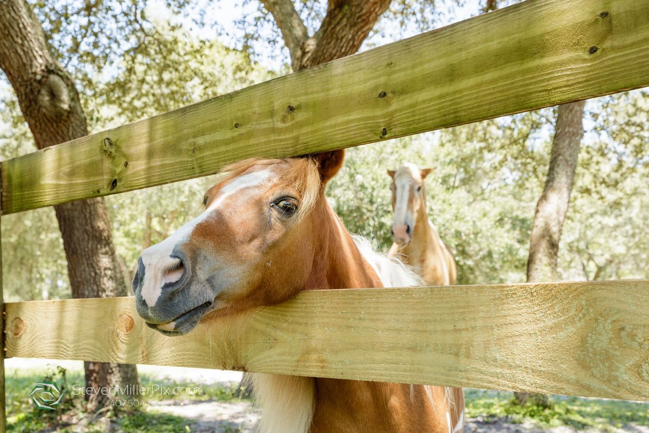 blb-hacienda-horses