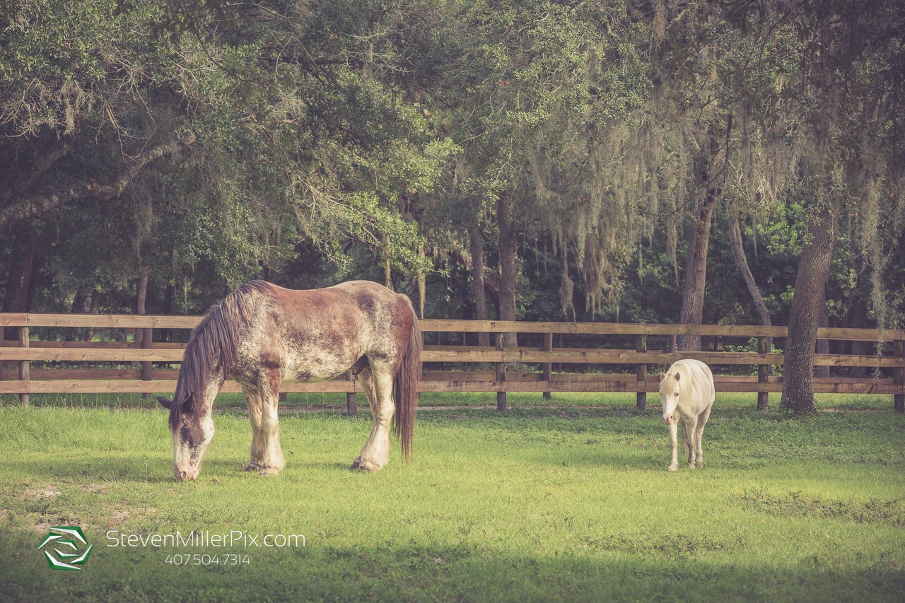 A large brown horse and a smaller white horse in a pasture eating grass